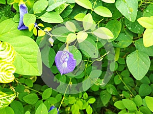 Telang flower is a plant that can be used as a traditional medicine and also a food colouring.