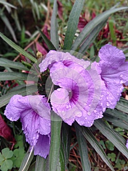 Purple Telang photo