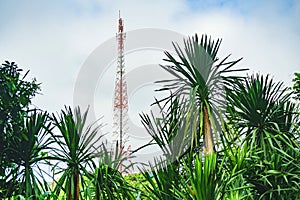 The telecom tower with blue sky. Telecommunications antenna tower in the morning. A large telephone pole and Dracaena Loureiro Gag photo