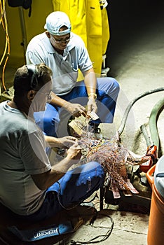 Telecom workers repairing cable Havana