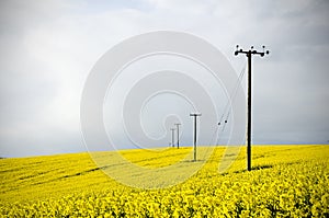 Telegraph poles in farmland field