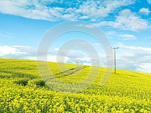 Telegraph poles in rapeseed field