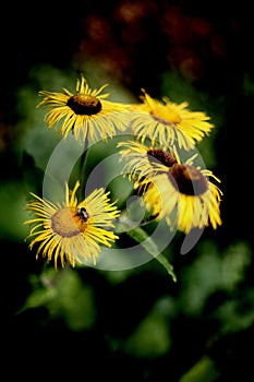 Telekia speciosa - Heartleaf Oxeye Daisy