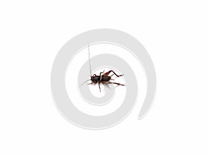 Teleogryllus emma field cricket isolated on white background