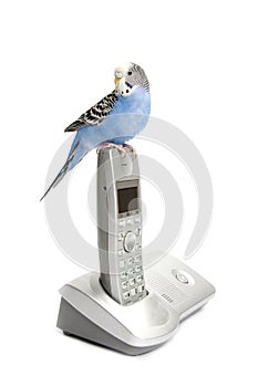 Telephone with budgie photo