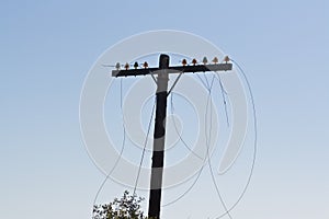 Telephone Pole