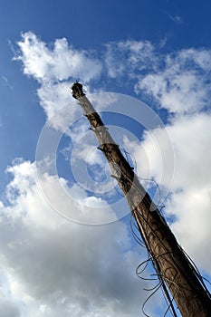 Telephone pole