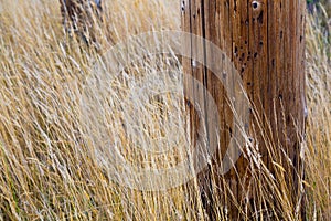 Telephone Pole and Grass