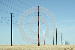 Telephone Poles