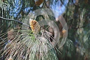 Closeup of Sprind seed pod on long needled pine photo