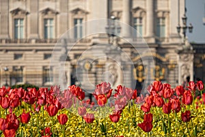 Telephoto shot of flowers in front of Buckingham Palace