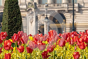 Telephoto shot of flowers in front of Buckingham Palace