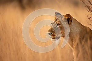 A telephoto shot of a lioness in the African savannah