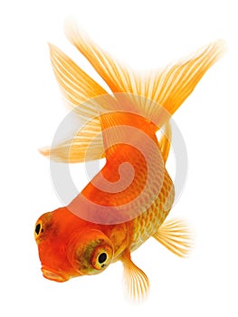 Telescope eye Gold Fish
