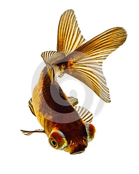 Telescope eye gold fish