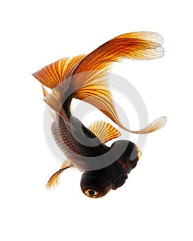 Telescope eye goldfish