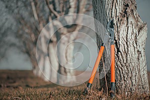 Telescopic ratchet bypass lopper leaning on to walnut tree in orchard