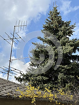 Television antennas on the roof and a pine tree