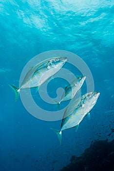 tellow-spotted trevally fish