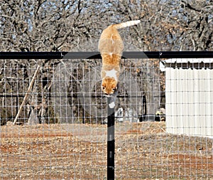 Tellow Tabby cat climbing over a fence.