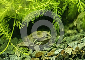 Telmatobius culeus, commonly known as the Titicaca water frog, underwater at the Dallas City Zoo.