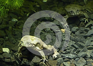 Telmatobius culeus, commonly known as the Titicaca water frog, underwater at the Dallas City Zoo.