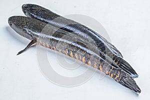 Telo Taki or Spotted snakehead, Channa punctata or Spotted snakehead that found in thousands of rivers and ponds photo