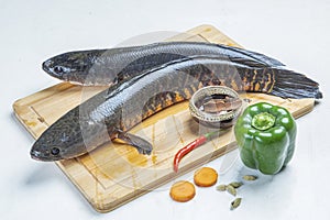 Telo Taki or Spotted snakehead, Channa punctata or Spotted snakehead that found in thousands of rivers and ponds photo