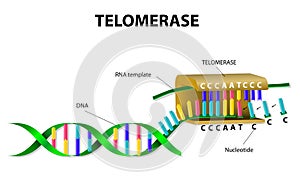 Telomerase elongates telomere photo