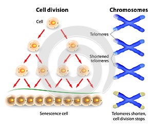 Telomere, cell division and human chromosomes photo