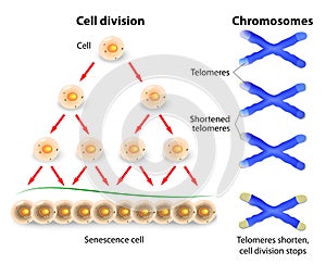   buňka divize a člověk chromozomy 