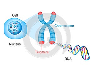 Telomere Chromosome and DNA