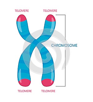 Telomere is the End of a Chromosome photo