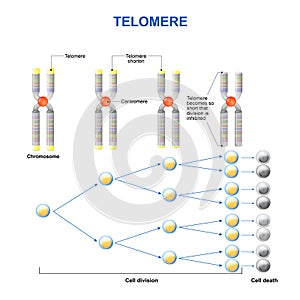 Telomere photo