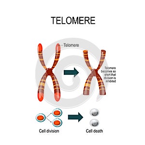 Telomere. Vector illustration for scientific, medical and educa photo