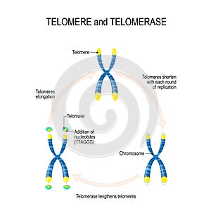 Telomere and telomerase. Aging process photo