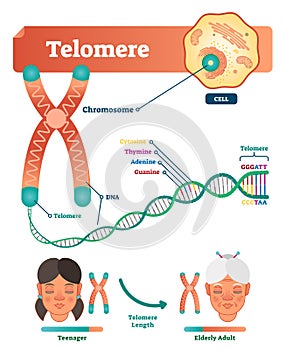 Telomere vector illustration. Educational and medical scheme with cell, chromosome and DNA. Labeled anatomical diagram.