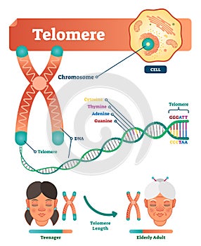 Telomere vector illustration. Educational and medical scheme with cell, chromosome and DNA. Labeled anatomical diagram. photo