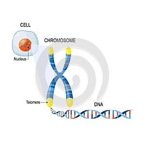 Telomeres. Cell Structure. photo