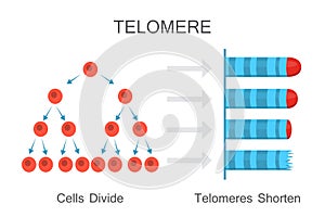 Telomeres Shorten with Age Diagram photo