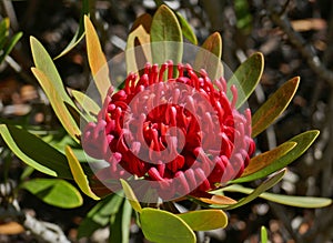 Telopea Braidwood Brilliant a Proteaceae in Aust native garden 1