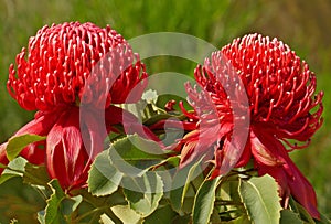 Telopea Braidwood Brilliant a Proteaceae in Aust native garden 1