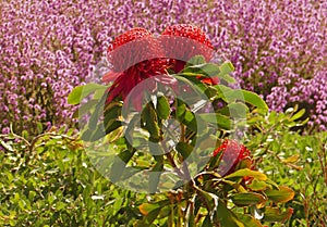 Telopea Braidwood Brilliant a Proteaceae in Aust native garden 1