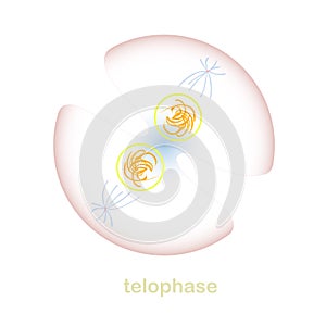 Telophase part of the mitosis cell cycle scheme. Object isolated for education, for medical art object