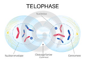 Telophase is the phase of the cell cycle.