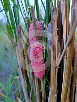 Telur keong sawah or snail eggs that have a pink color