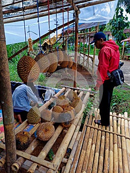 Temanggung, Indonesia - 2 Fabruary 2024: activity of buying and selling durian during the harvest season in Ngropoh village