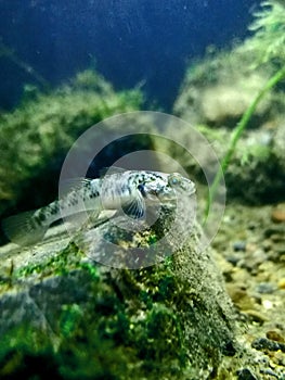 Tembakul mudskipper fish