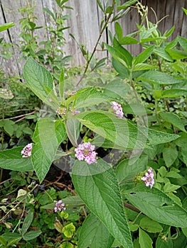 Tembelekan flowers growing outdoor