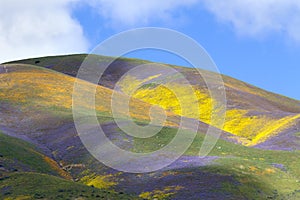 Temblor Range Wildflower